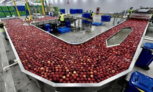 阿里 京東 拼多多的 農(nóng)業(yè)戰(zhàn)爭(zhēng)