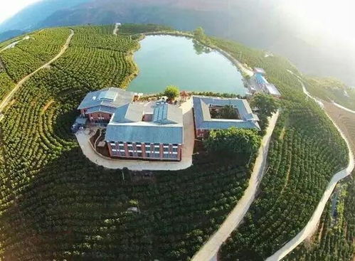 那山,那樹,那枚甜甜的果